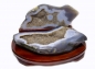 Preview: Agate nut all sides polished, on wooden base, with fine crystal formation 2400 grams