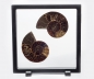 Preview: Ammonite Madagascar couple, in the frame with foot