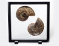 Preview: Ammonite Madagascar couple, in the frame with foot