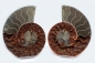 Preview: Ammonite pair, Madagascar XL no 1