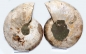 Preview: Ammonite pair, Madagascar XL no 1