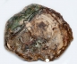 Preview: Petrified wood XXL, polished disc