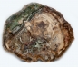 Preview: Petrified wood XXL, polished disc