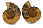 Preview: Ammonite pair, Madagascar no. 7