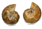 Preview: Ammonite pair, Madagascar no. 7