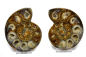 Preview: Ammonite pair, Madagascar no. 8