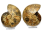 Preview: Ammonite pair, Madagascar no. 8