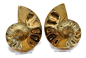 Preview: Ammonite pair, Madagascar no. 9