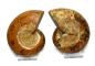 Preview: Ammonite pair, Madagascar no. 9