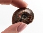 Preview: Polished ammonite mini, with mother of pearl