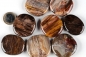 Preview: Petrified wood, disc stones, polished