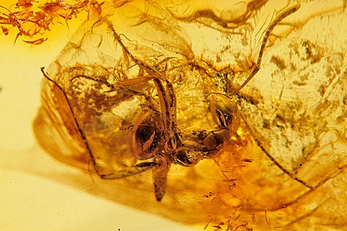 Amber with inclusions