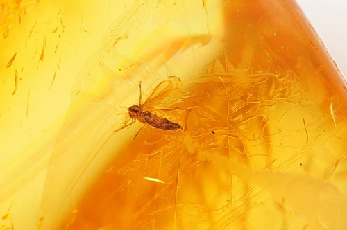 Amber with inclusions