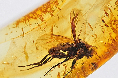 Amber with inclusions