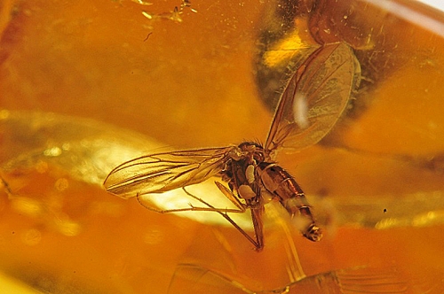 Amber with inclusions