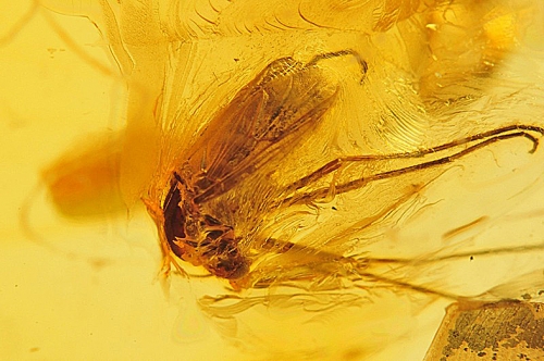 Amber with inclusions