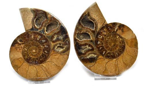 Ammonite pair, Madagascar no. 7