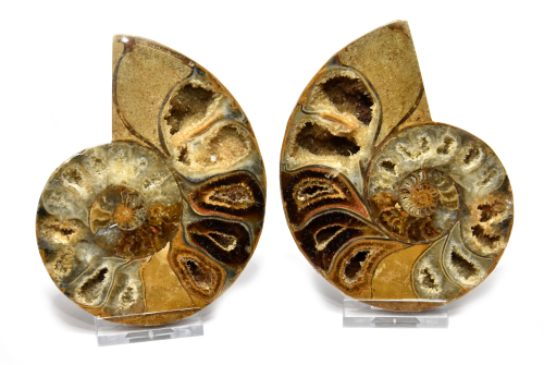 Ammonite pair, Madagascar no. 9