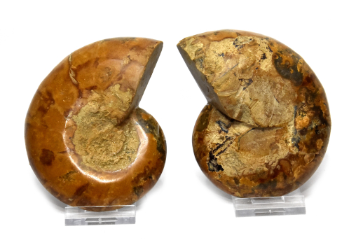 Ammoniten Paar Macrozephalus aus Madagaskar, no. 9