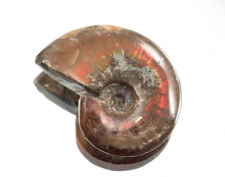 Polished ammonite mini, with mother of pearl