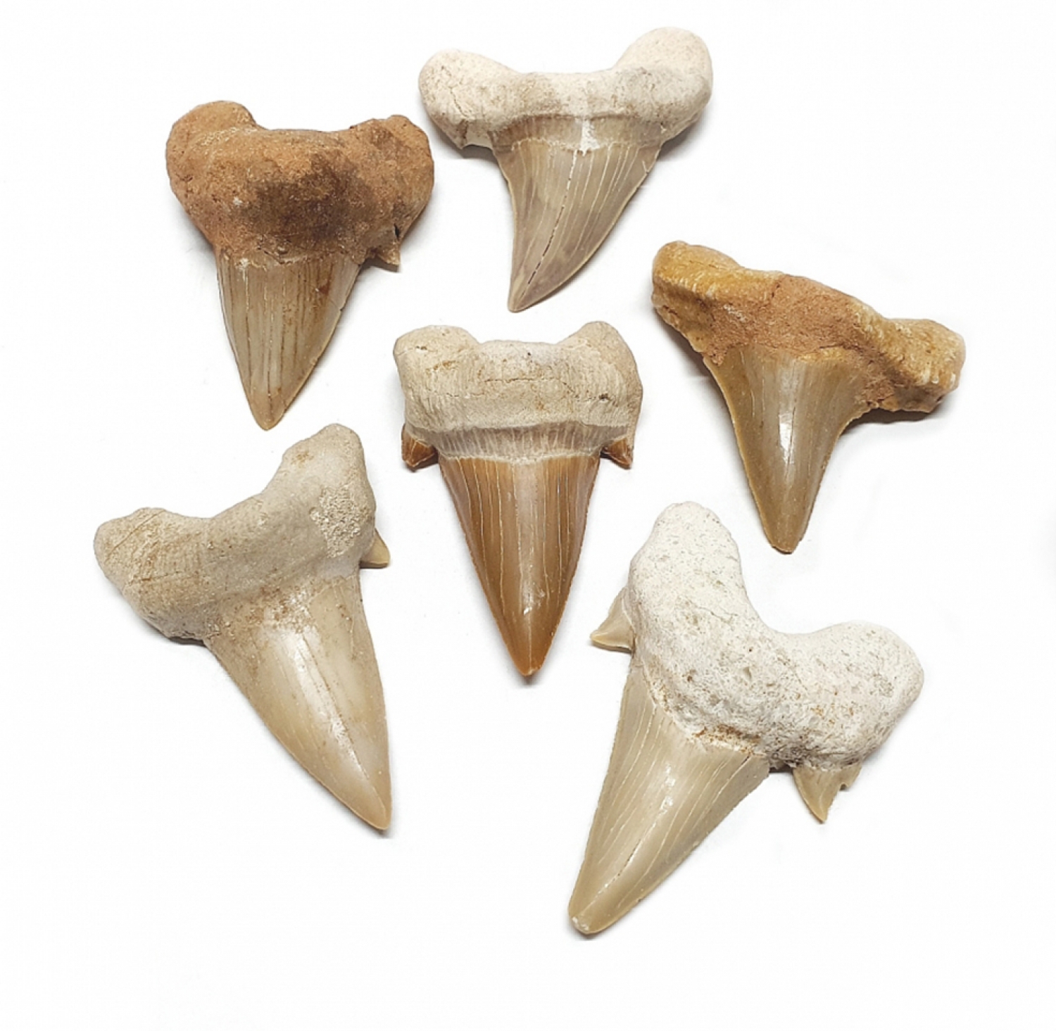 Fossil shark tooth 30 - 40 mm