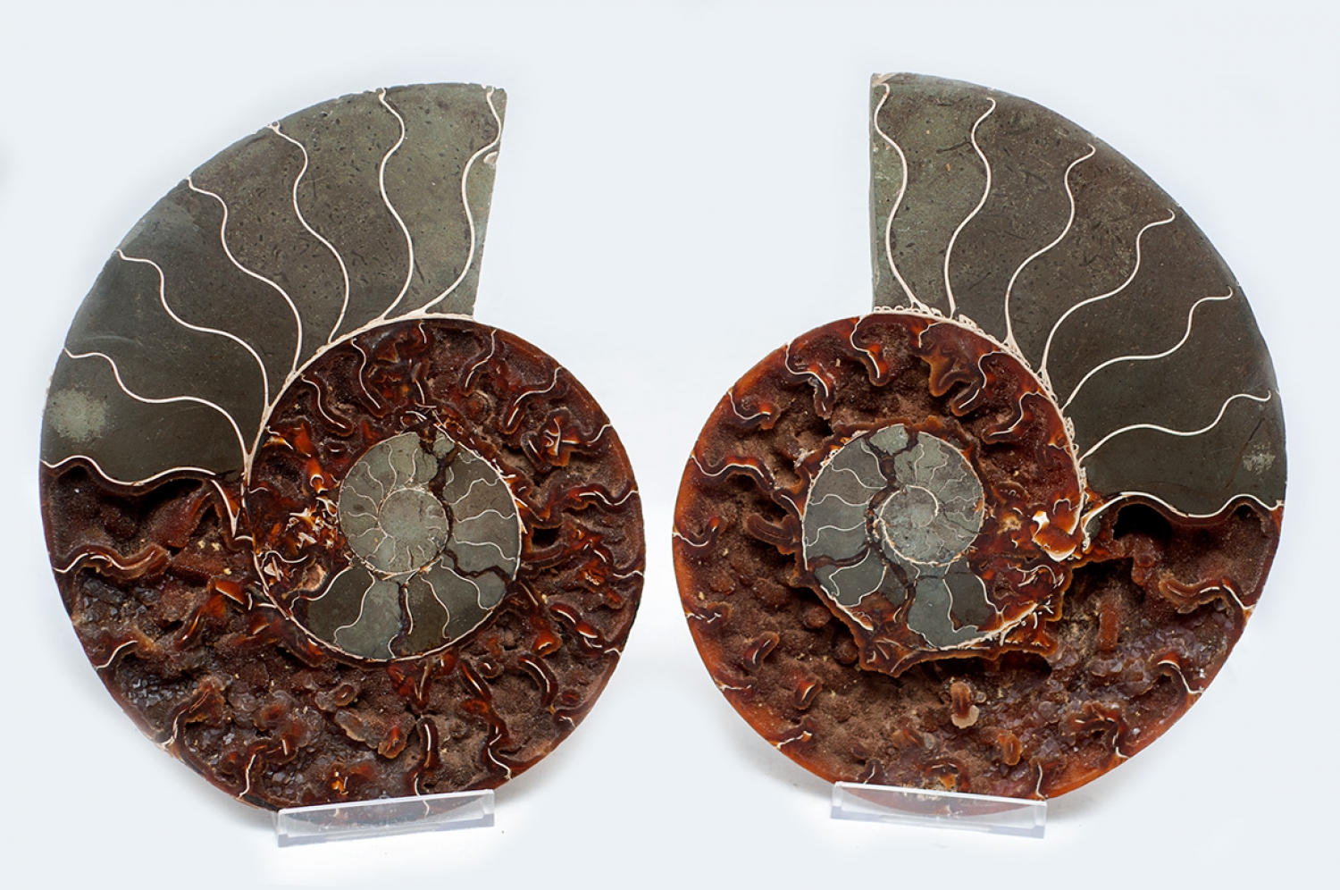 Ammonite pair, Madagascar XL no 1