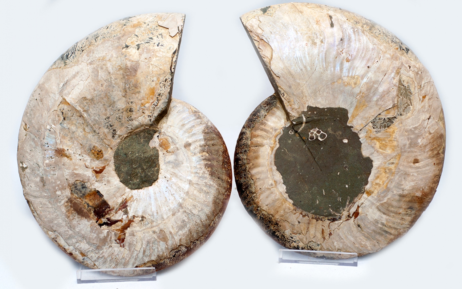 Ammonite pair, Madagascar XL no 1