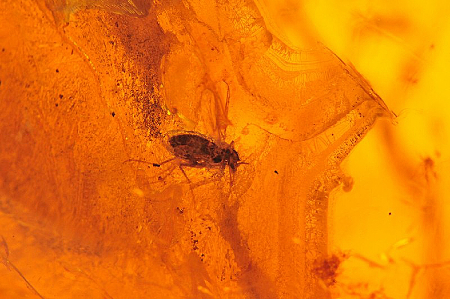 Amber with inclusions