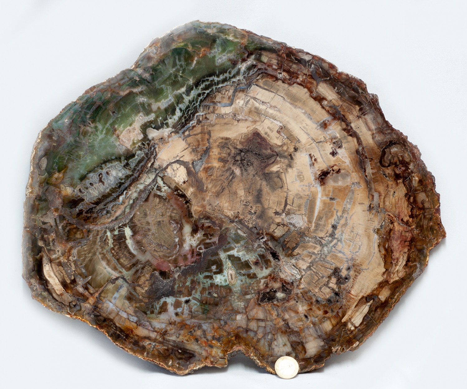 Petrified wood XXL, polished disc