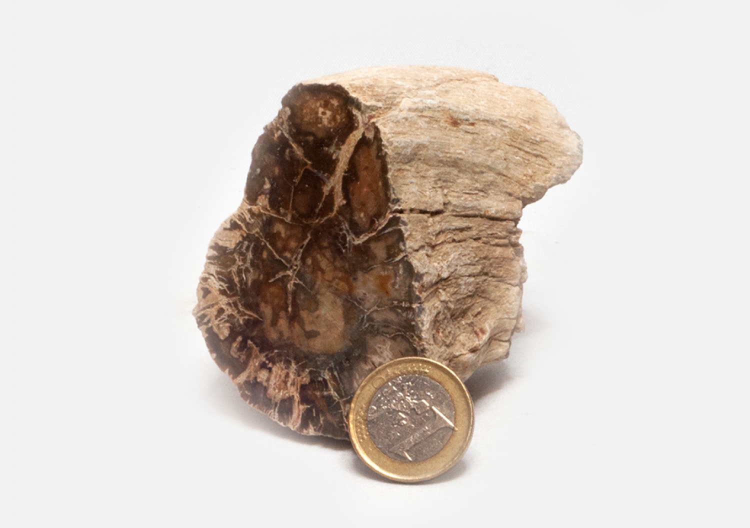 Petrified wood from Madagascar, tribe No. 6, 270 grams