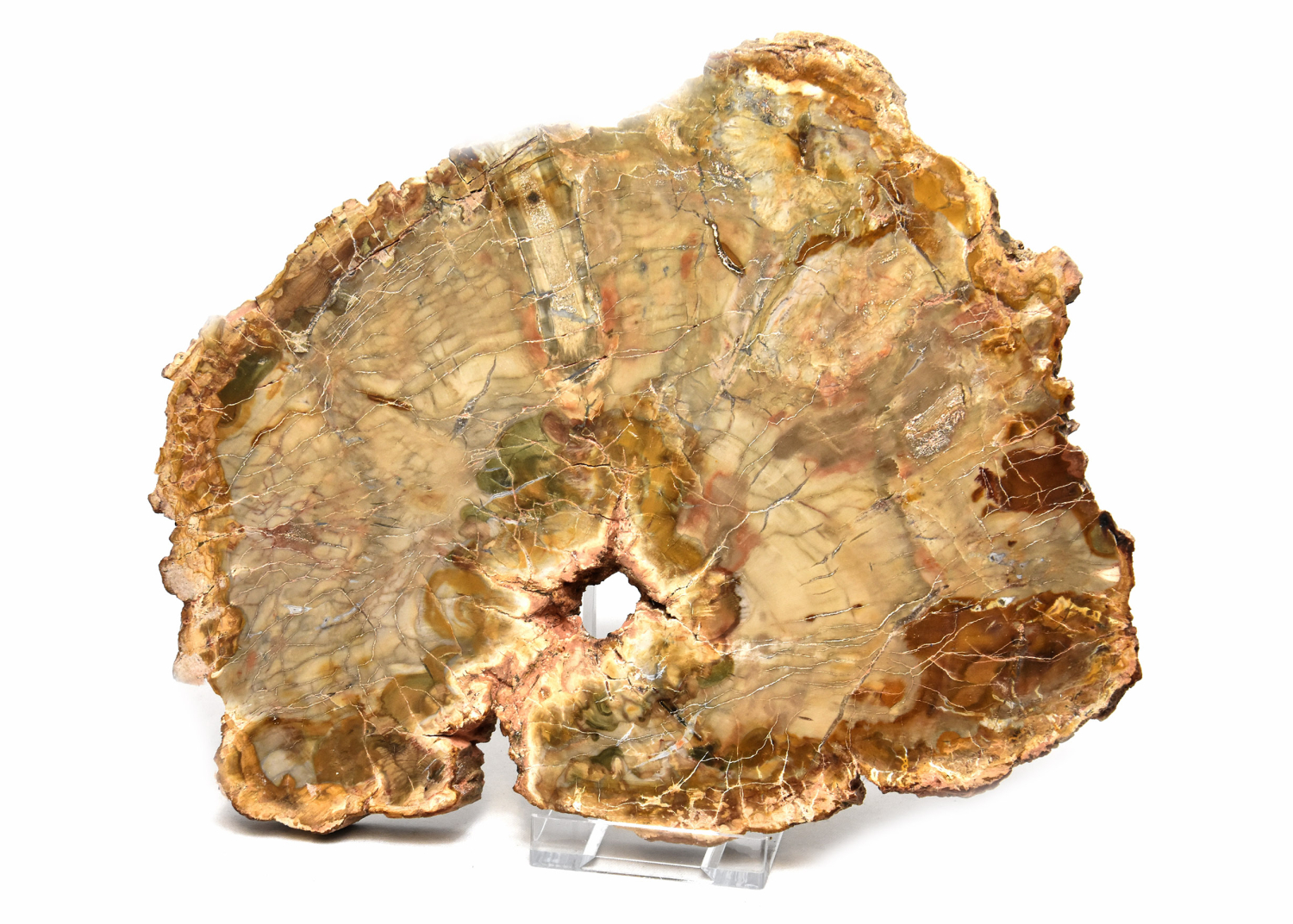 Petrified wood  polished disc, no 2