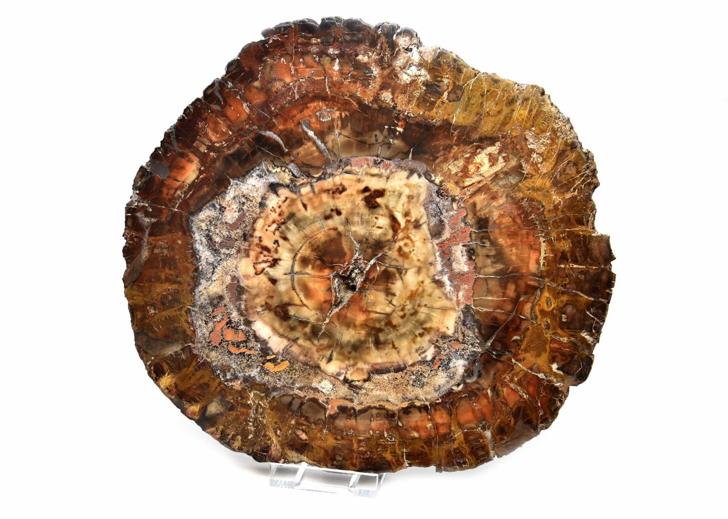 Petrified wood  polished disc, no 6