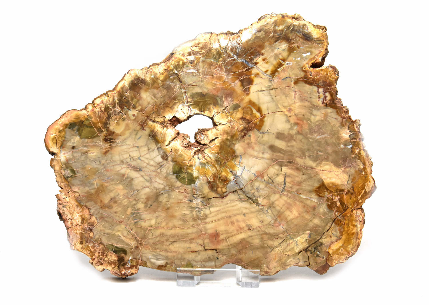 Petrified wood  polished disc, no 1