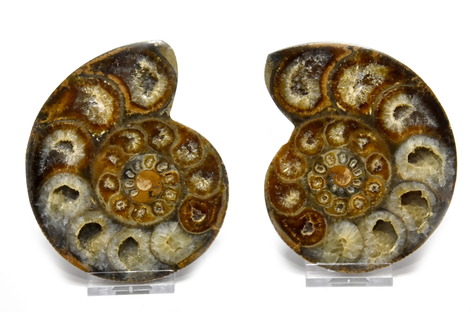 Ammonite pair, Madagascar no. 8