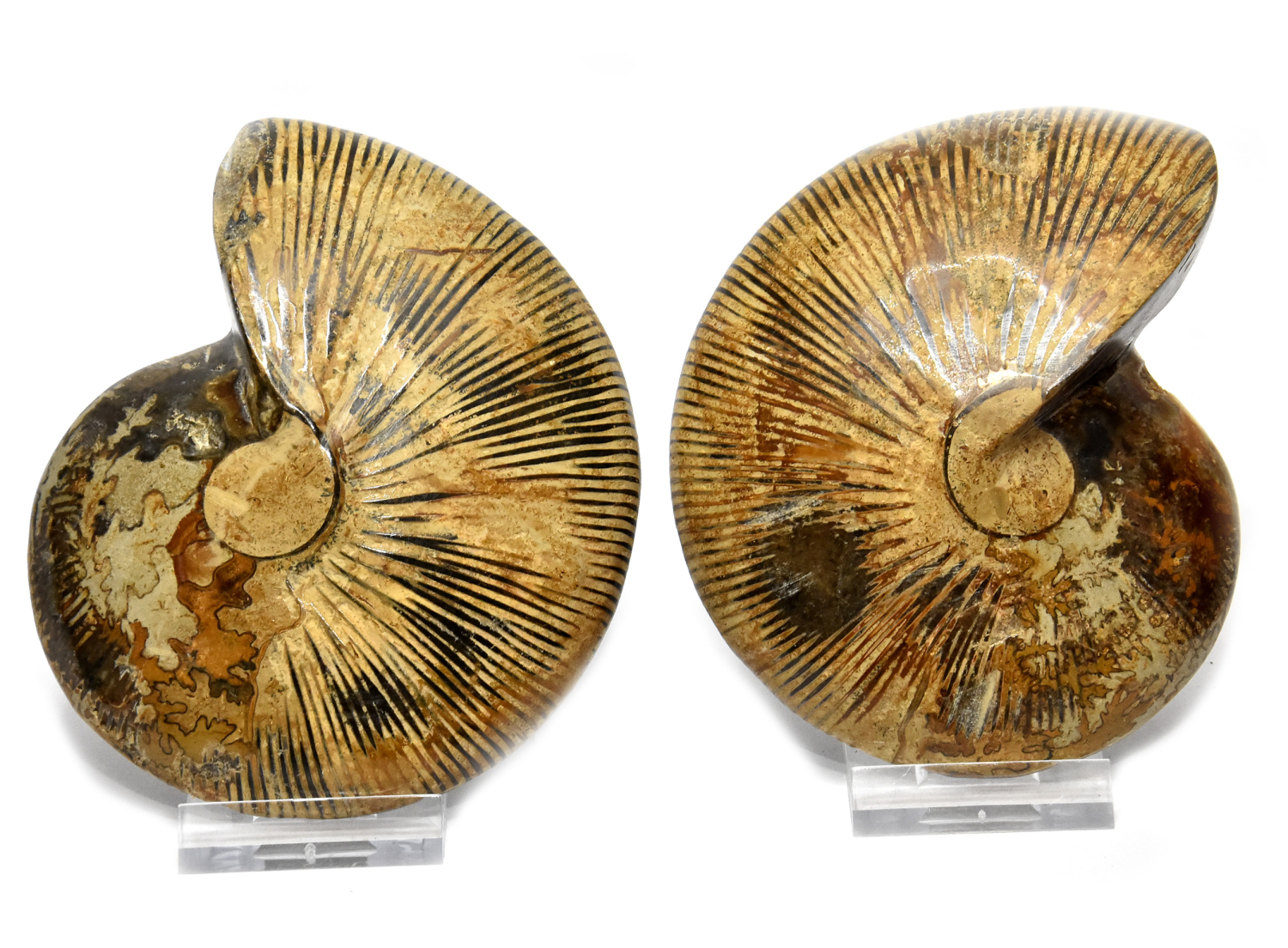 Ammoniten Paar Macrozephalus aus Madagaskar, no. 8