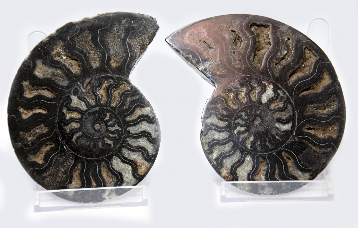 Ammonite pair, Madagascar no. 3