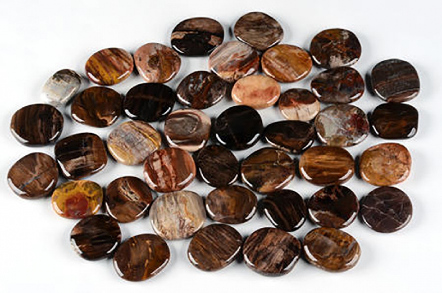 Petrified wood, disc stones, polished