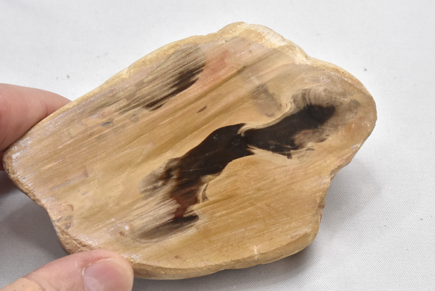 Versteinertes Holz aus Madagaskar, Stamm Nr. 2