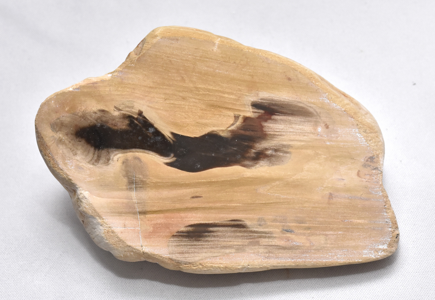 Versteinertes Holz aus Madagaskar, Stamm Nr. 2