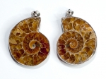 Ammonite pendant, set, small, 25-30 mm