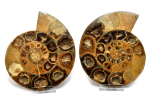 Ammonite pair, Madagascar no. 5