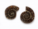 Ammoniten-Plättchen, beidseits poliert