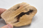 Petrified wood from Madagascar, tribe No. 2